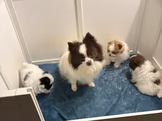 Pomeriaan honden Pomeriaan pups - Advertentie 1