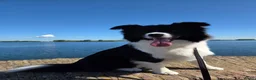Border Collie honden ter dekking: Showline Border Collie Fenna - Advertentie 7
