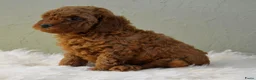 Poedel Toy honden te koop: Te koop Toy poedel pups met FCI stamboom - Advertentie 6