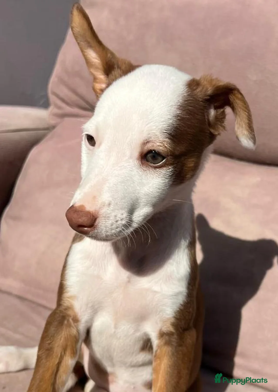 Kruising honden ter adoptie: Amy wat een schatje   ze zoekt een baasje  - Advertentie 10