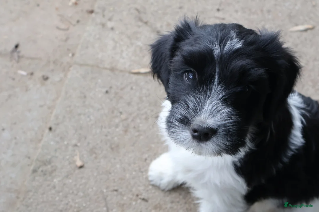 Nederlandse Schapendoes honden te koop: 4 schapendoesreutjes beschikbaar  - Advertentie 2