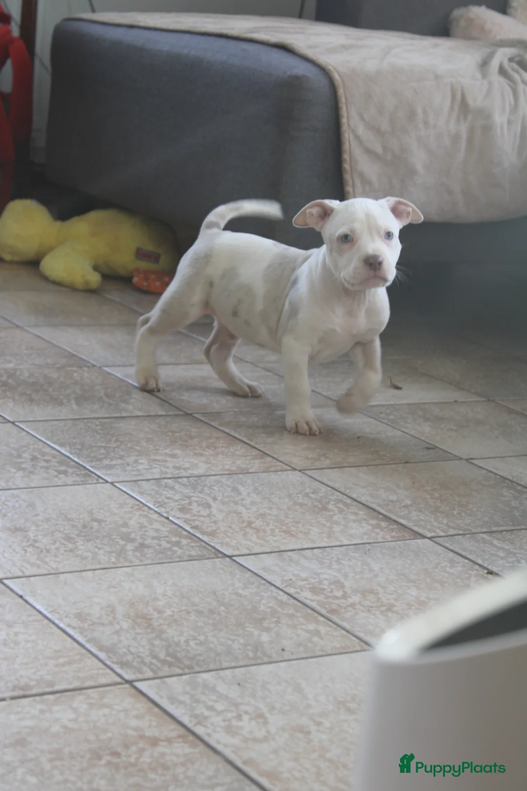 Amerikaanse Bully honden te koop: American Bully pups Abkc België  - Advertentie 12