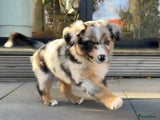 Australian Shepherd Puppy 5