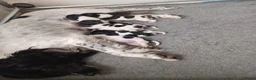 Engelse Springer Spaniel honden te koop: Engelse Springer Spaniel Pups geboren uit werklijn - Advertentie 4