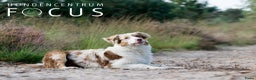 Australian Shepherd honden te koop: Australian shepherd pups - Advertentie 2
