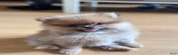 Pomeriaan honden te koop: Prachtige pomeriaan reutjes - Advertentie 9