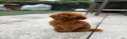 Poedel Toy honden te koop: Rode Asian toy poodle  - Advertentie 3