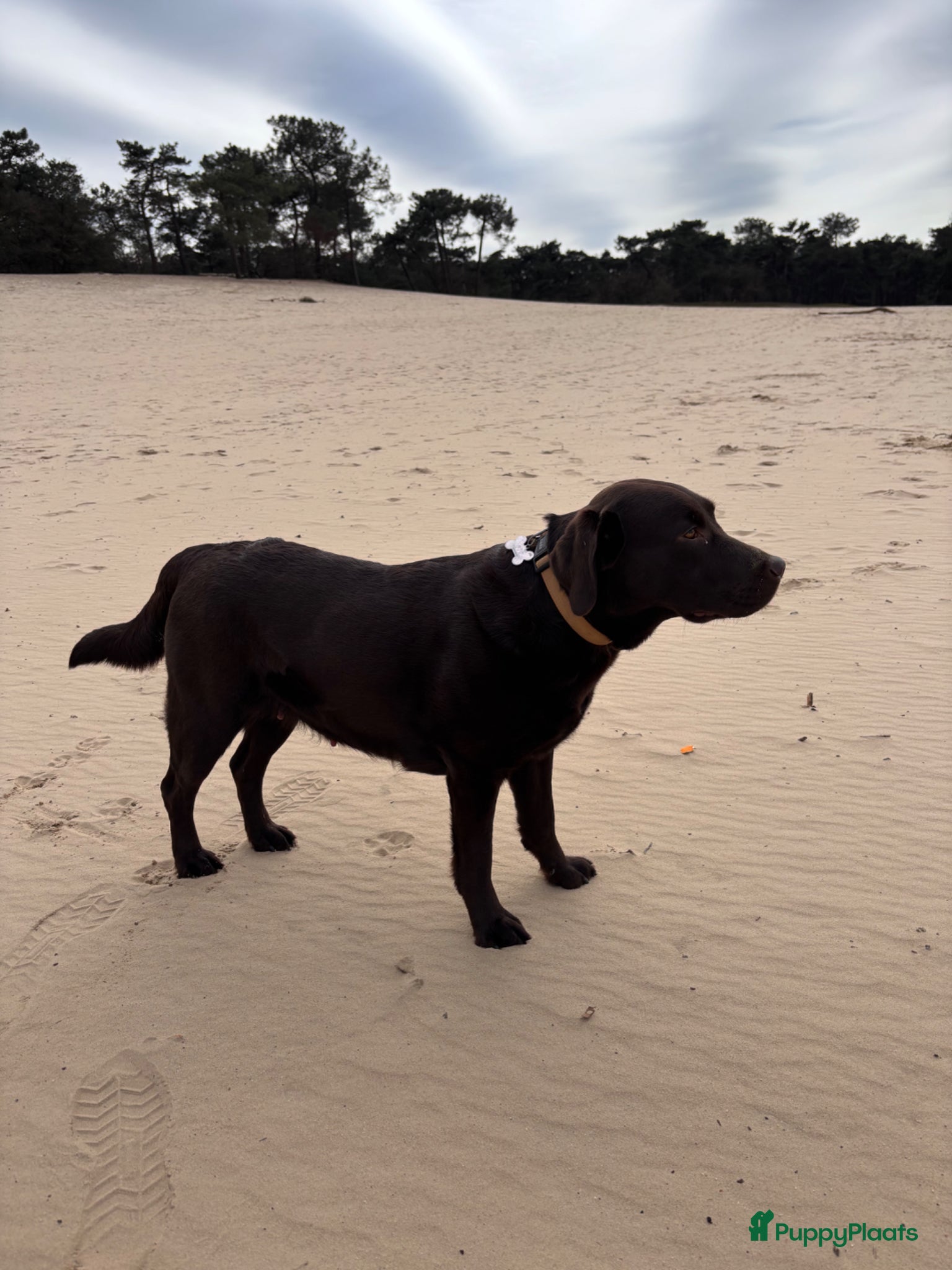 Labrador Retriever honden Chocolade bruine labrador puppy’s in aantocht - Advertentie 7