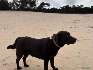 Labrador Retriever honden Chocolade bruine labrador puppy’s in aantocht - Advertentie 7