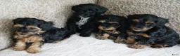 Kruising honden te koop: Maltipoo black & tan  een zwart met witte bles - Advertentie 12