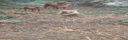Nova Scotia Duck Tolling Retriever honden te koop: Toller pups, beide ouders zijn aanwezig - Advertentie 5