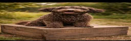 Labradoodle honden te koop: Labradoodle pups - Advertentie 11