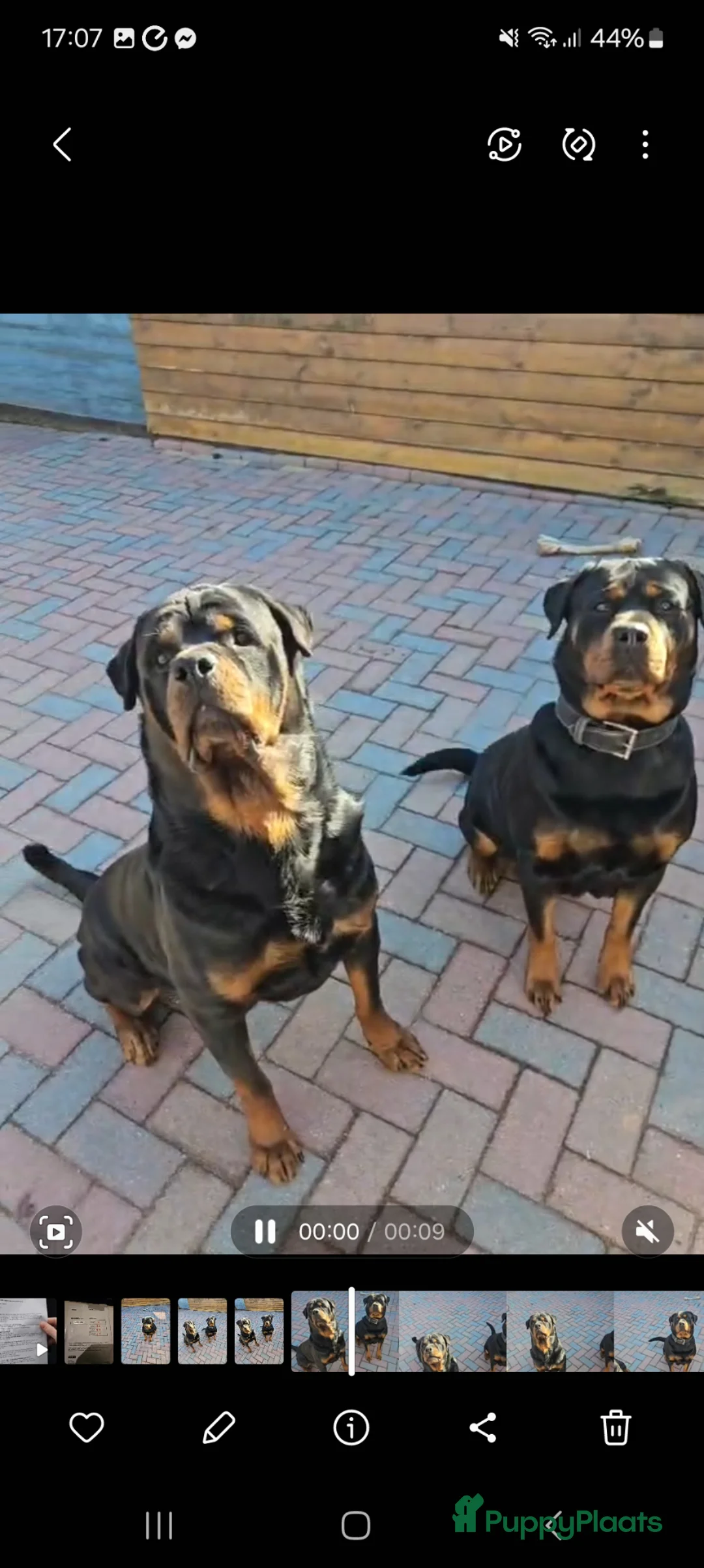 Rottweiler honden te koop: Rottweiler pup  - Advertentie 10