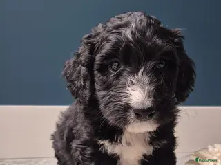 Kruising honden Bordoodle pups (F1) - Advertentie 1