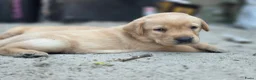 Labrador Retriever honden te koop: Super leuke labrador pups! - Advertentie 14