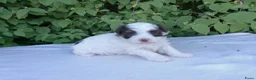 Shihpoo honden te koop: Te koop lieve slimme shihpoo pupjes - Advertentie 6