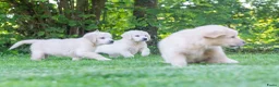 Golden Retriever honden te koop: prachtige golden retriever pups - Advertentie 11