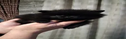 Pomeriaan honden te koop: Pomeranian zwart teefje - Advertentie 1