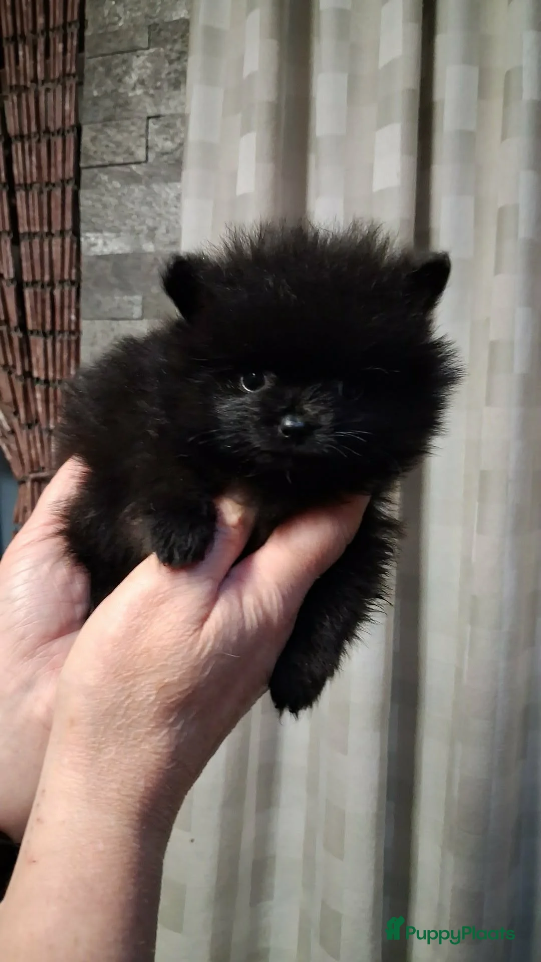 Pomeriaan honden te koop: Pomeranian zwart teefje - Advertentie 1