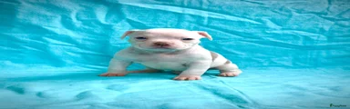 Amerikaanse Bully Puppy 3