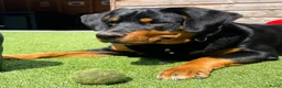 Kruising honden te koop: Berner SennerxRottweiler puppy's in Dalfsen - Advertentie 4