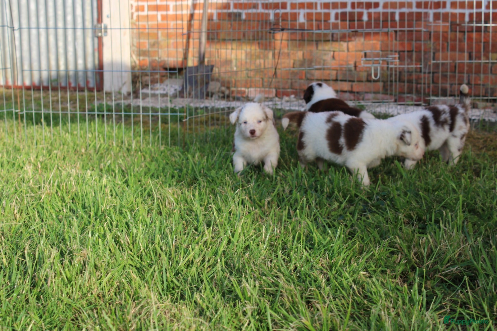 Border Collie honden te koop: Mooie speciale lieve Merle puppies - Advertentie 15