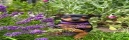 Dwergpinscher honden te koop: Prachtige Dwerg Pincher pups aangeboden  - Advertentie 11
