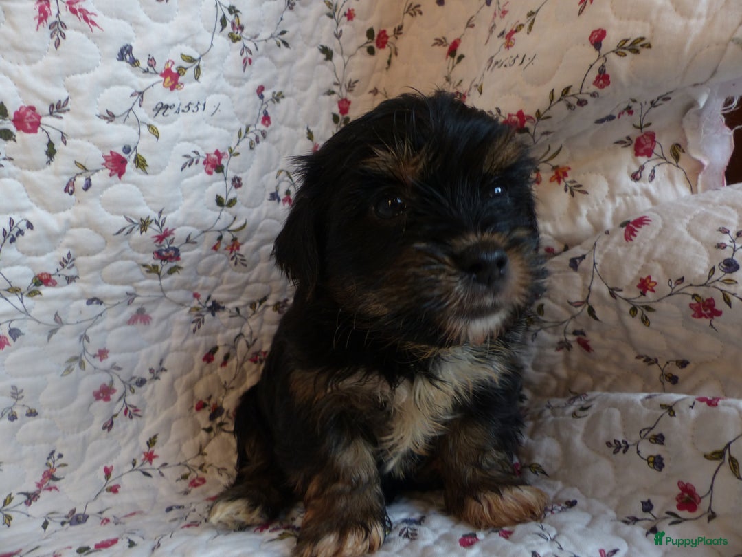 Yorkshire Terriër honden te koop: 5 pups Yorkshire Terrier gezond niet doorgefokt - Advertentie 2