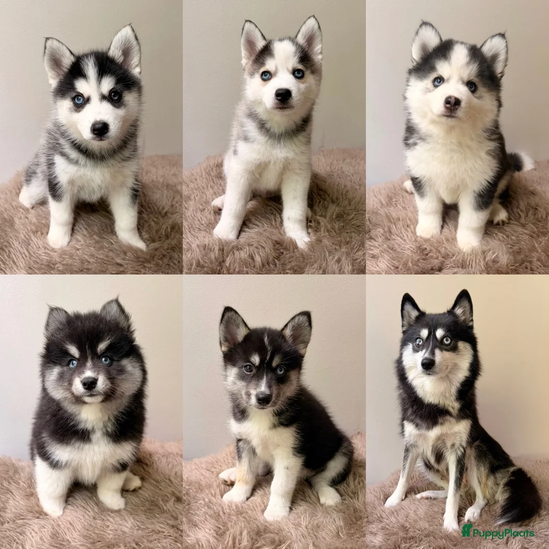 Pomsky honden te koop: Pomsky puppy’s F3 - Advertentie 2