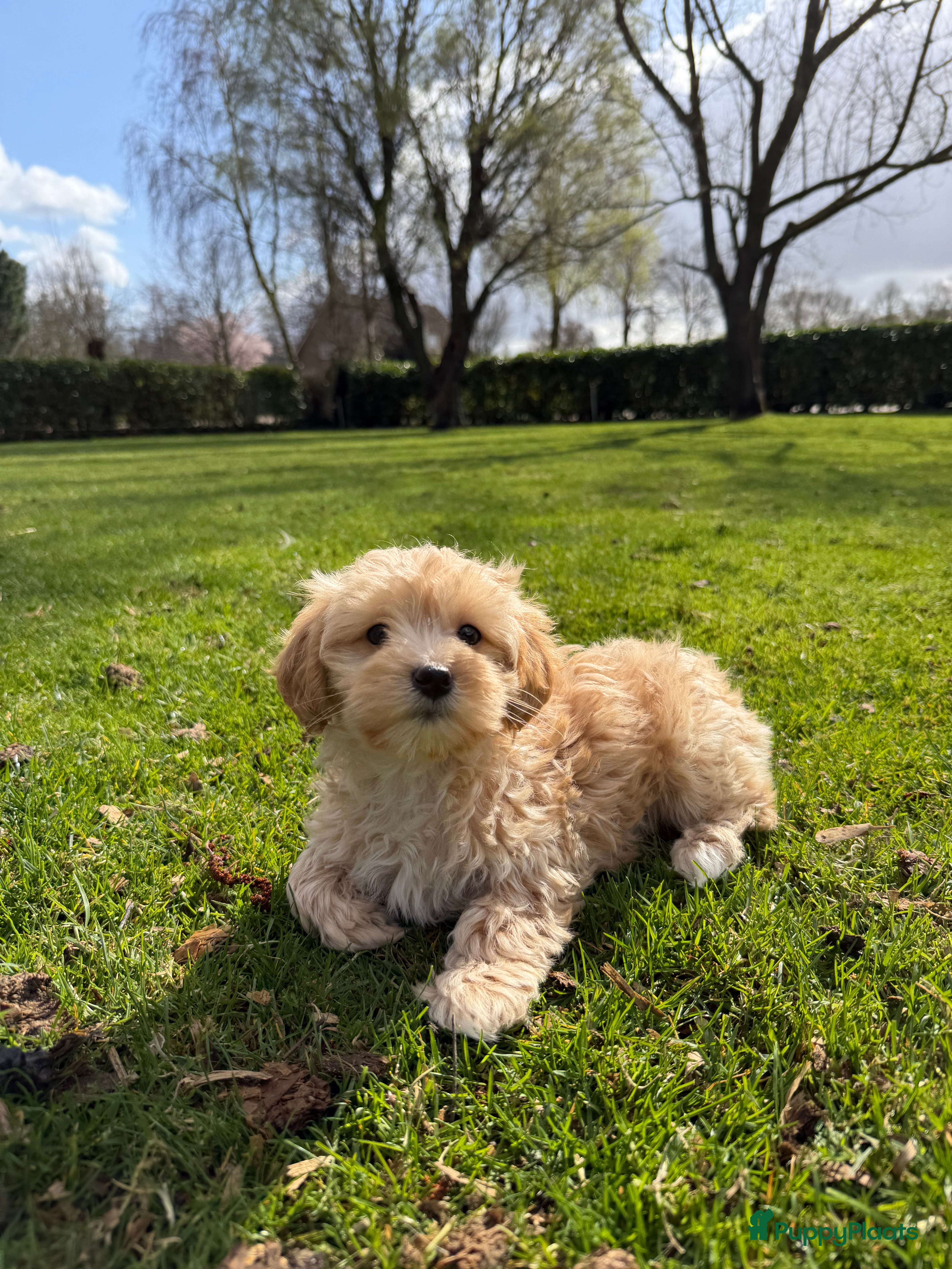 Maltipoo honden Maltipoo (Maltezer x Toy Poedel pups) - Advertentie 2