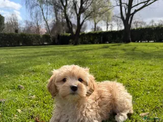 Maltipoo honden Maltipoo (Maltezer x Toy Poedel pups) - Advertentie 2
