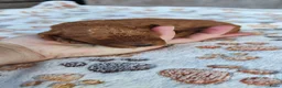Poedel Toy honden te koop: Poedel toy puppy's  - Advertentie 13