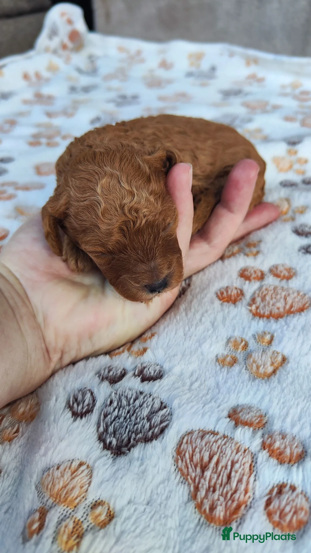 Poedel Toy honden te koop: Poedel toy puppy's  - Advertentie 13