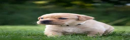 Labrador Retriever honden te koop: Labrador Retriever pups - blond en red fox - Advertentie 29