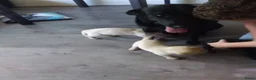 Labrador Retriever honden te koop: Huiskamernestje labradors in Breda - Advertentie 1