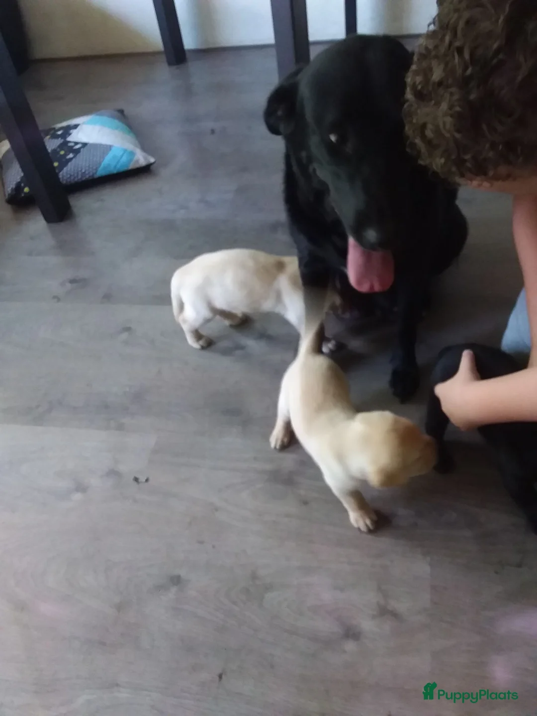 Labrador Retriever honden te koop: Huiskamernestje labradors in Breda - Advertentie 1