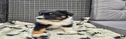 Australian Shepherd honden te koop: Nog 2 australian shepherd reutjes zoeken een thuis - Advertentie 20