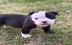 Old English Bulldog honden te koop: Old english Bulldog pups uit geteste ouders - Afbeelding 7