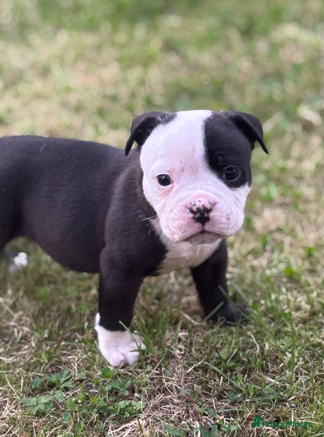 Old English Bulldog honden te koop: Old english Bulldog pups uit geteste ouders - Afbeelding 7