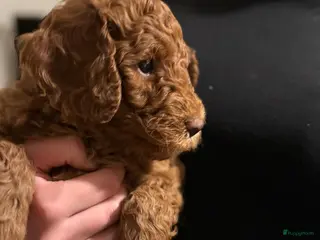 Australian Labradoodle honden Nog 1 Australian Labradoedle teefje te koop - Advertentie 1