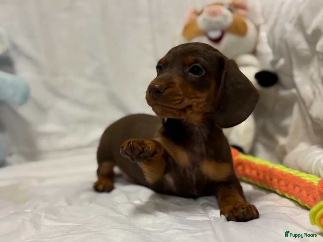 Teckel (korthaar)  honden te koop: Dwerg teckel pups  - Advertentie 9