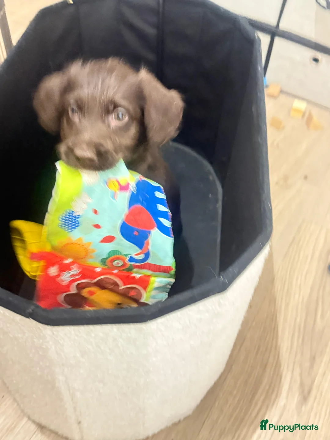 Labradoodle honden te koop: Labradoodle puppys in Weert - Advertentie 1