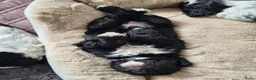 Cockapoo honden te koop: Cockapoo pups  - Advertentie 8