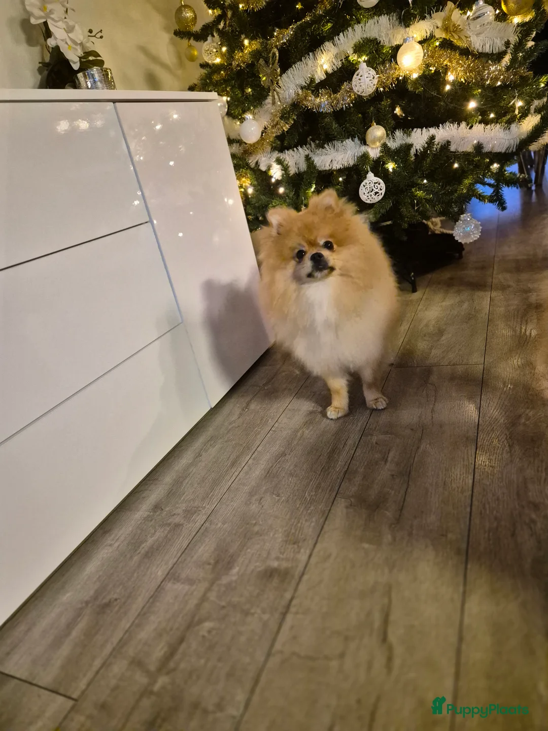 Pomeriaan honden ter dekking: dekreu met stamboom🥰 - Advertentie 7