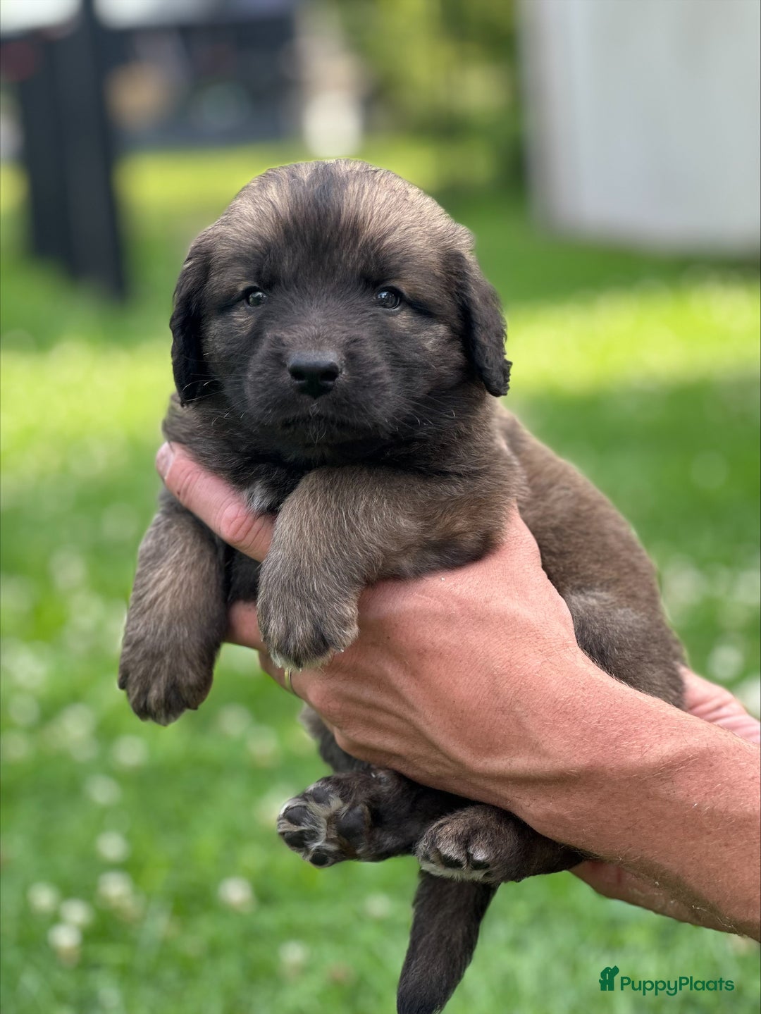 Leonberger honden te koop: Prachtige Leonberger puppys  - Afbeelding 6