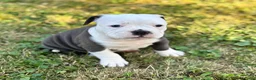 Old English Bulldog honden te koop: Prachtige Old English Bulldog pups - Advertentie 10