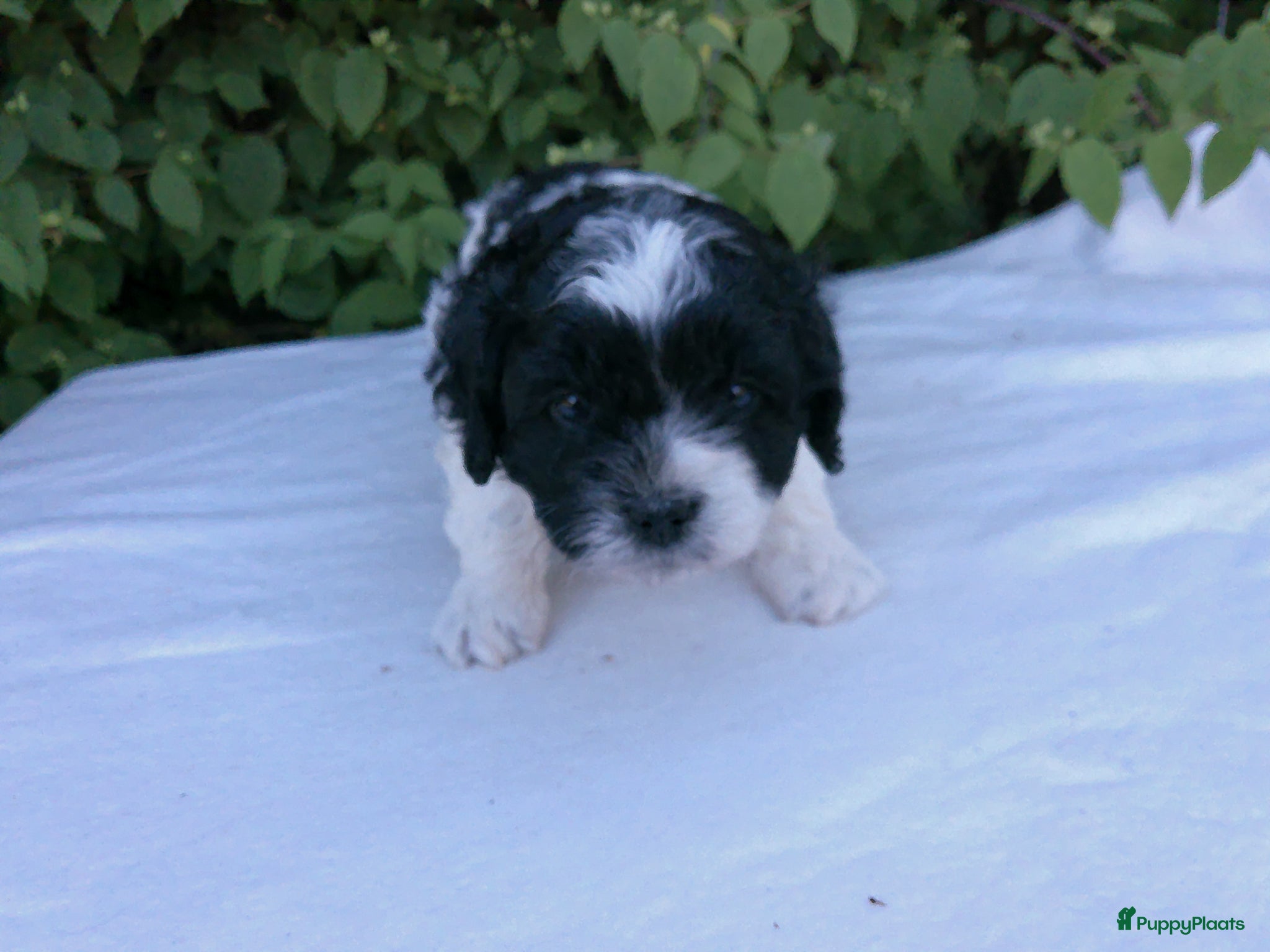 Shihpoo honden Mini doodle, shihpoo pupjes, reutjes - Advertentie 1