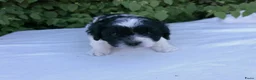 Shihpoo honden te koop: Mini doodle, shihpoo pupjes, reutjes - Advertentie 4