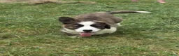 Welsh Corgi Cardigan honden te koop: Welsh Corgi Cardigan pup - Advertentie 2