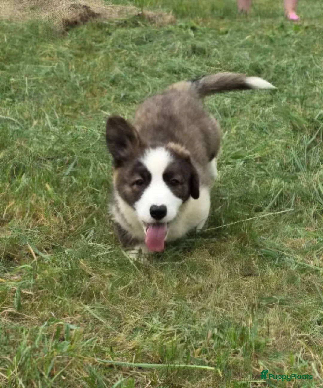 Welsh Corgi Cardigan honden te koop: Welsh Corgi Cardigan pup - Advertentie 2